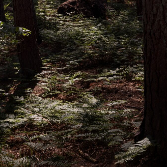Alternative view of Forest Shampoo