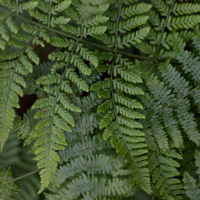 Alternative view of Forest Hand Wash